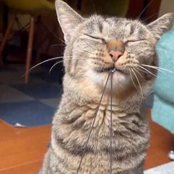 何かを一生懸命引っ張る猫 その正体は 飼い主さんの愛 で成り立つ遊びに爆笑 胸キュン ねこのきもちweb Magazine