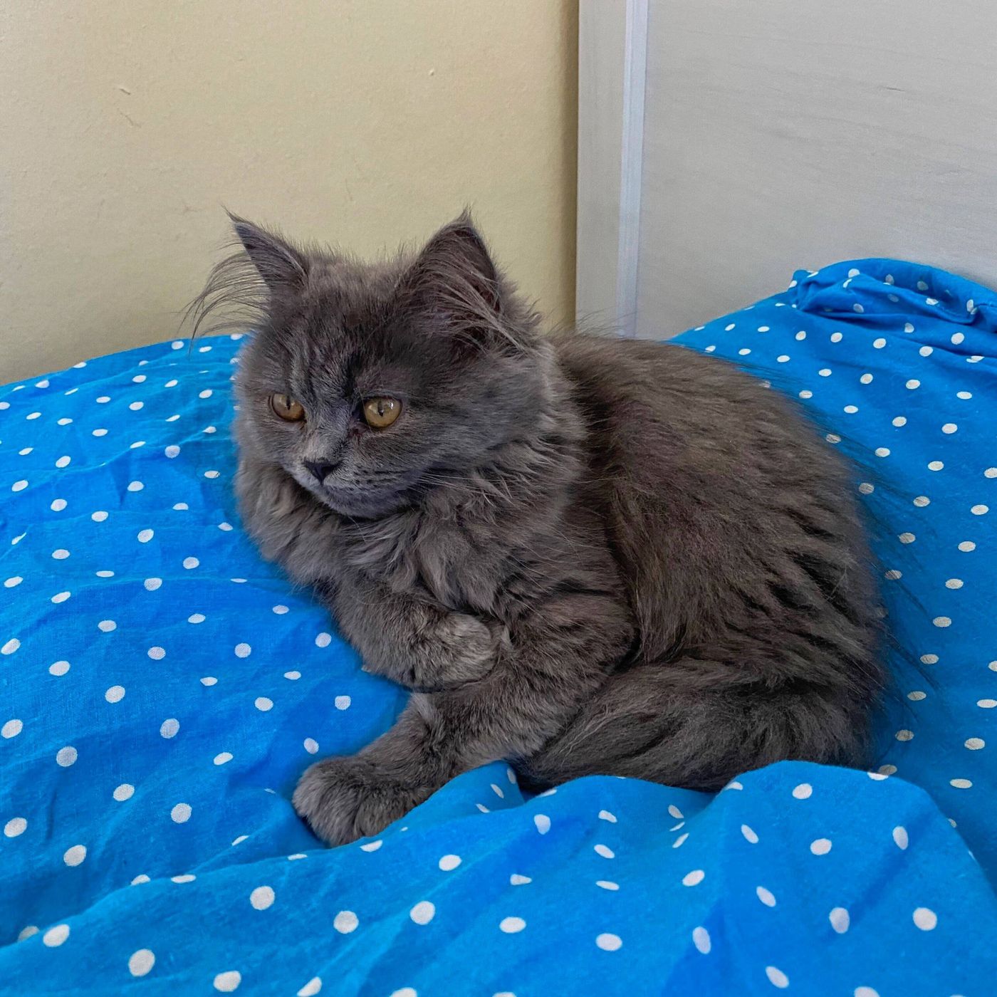 猫ものどが痛くなるの 猫の 気管支炎 にまつわる飼い主さんの疑問 獣医師が解説します ねこのきもちweb Magazine 猫ものどが痛くなるの 猫の 気管支炎 にまつわる飼い主さんの疑問 獣医師が解説します ねこのきもちweb Magazine