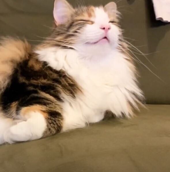 ねこ　ライカちゃん