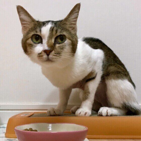 ごはんを食べる猫