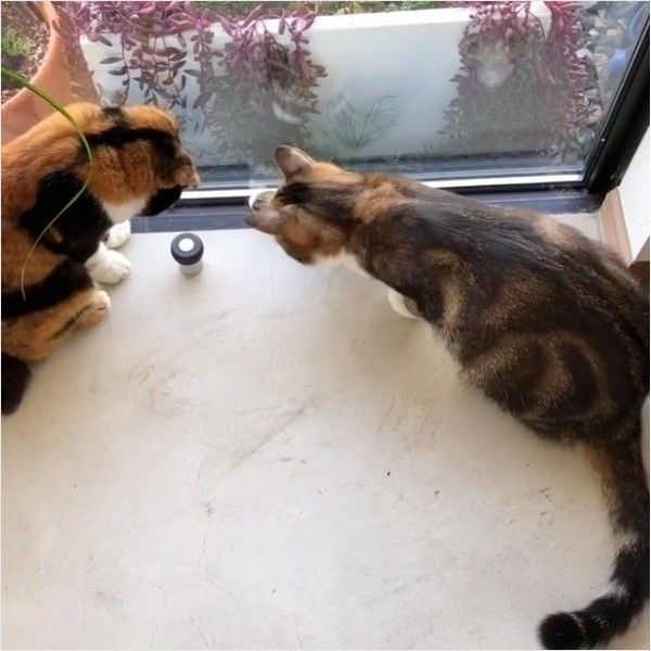 虫退治ニャンズ