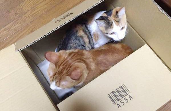 段ボールに入る猫