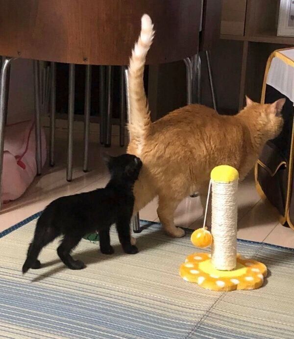 先輩猫を追いかけるあんこちゃん