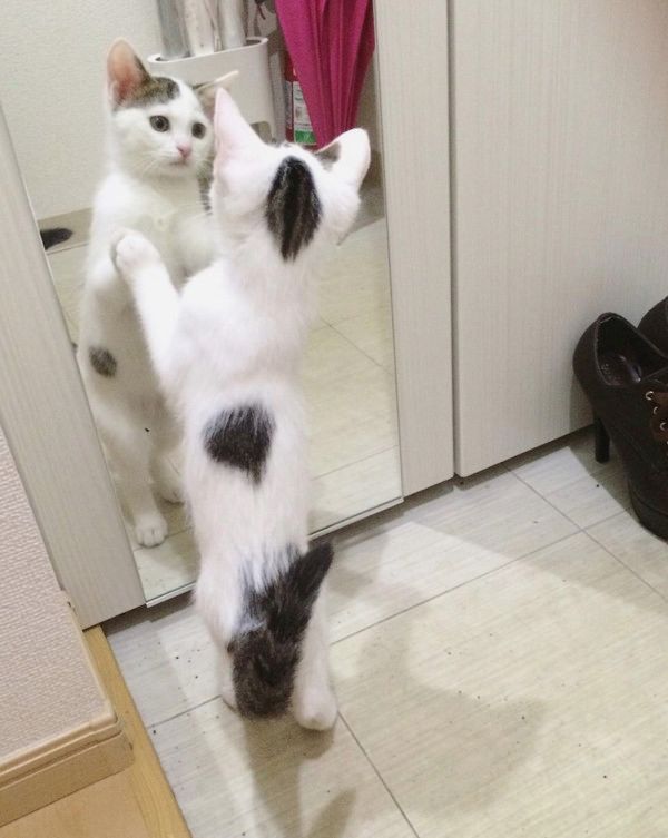 鏡を初めて見た猫