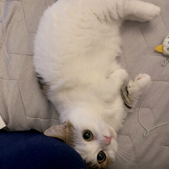 マンチカンの虎鉄くん