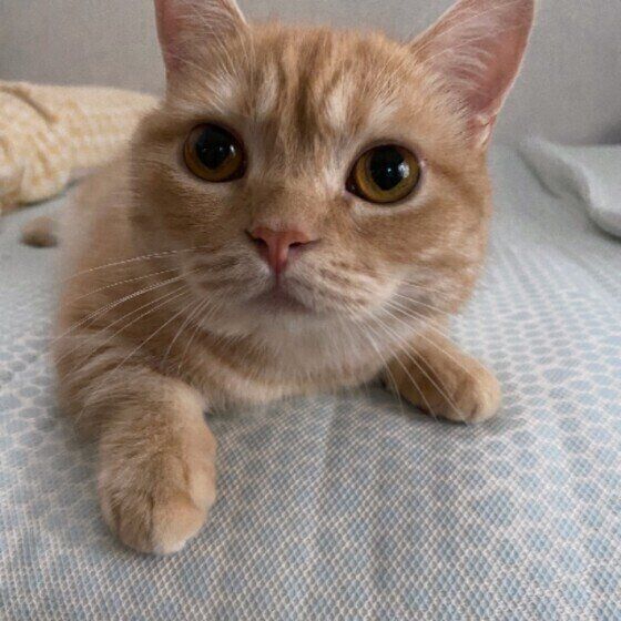 身を乗り出すマンチカン