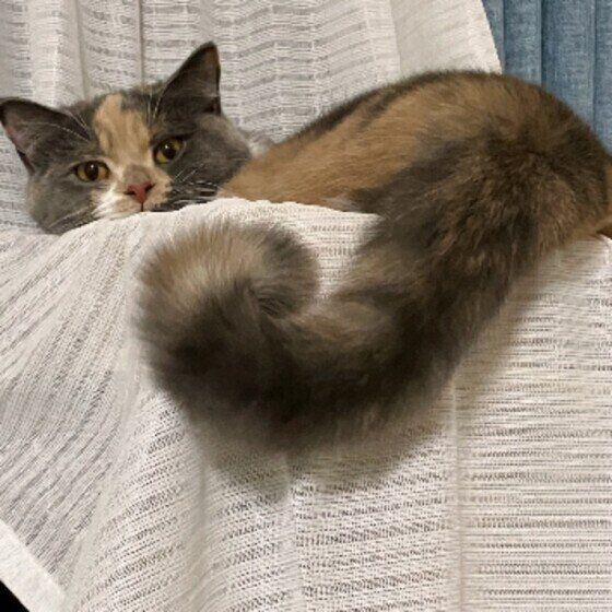 ミケ猫のリコちゃん