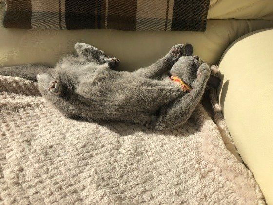 ひなたぼっこするロシアンブルー