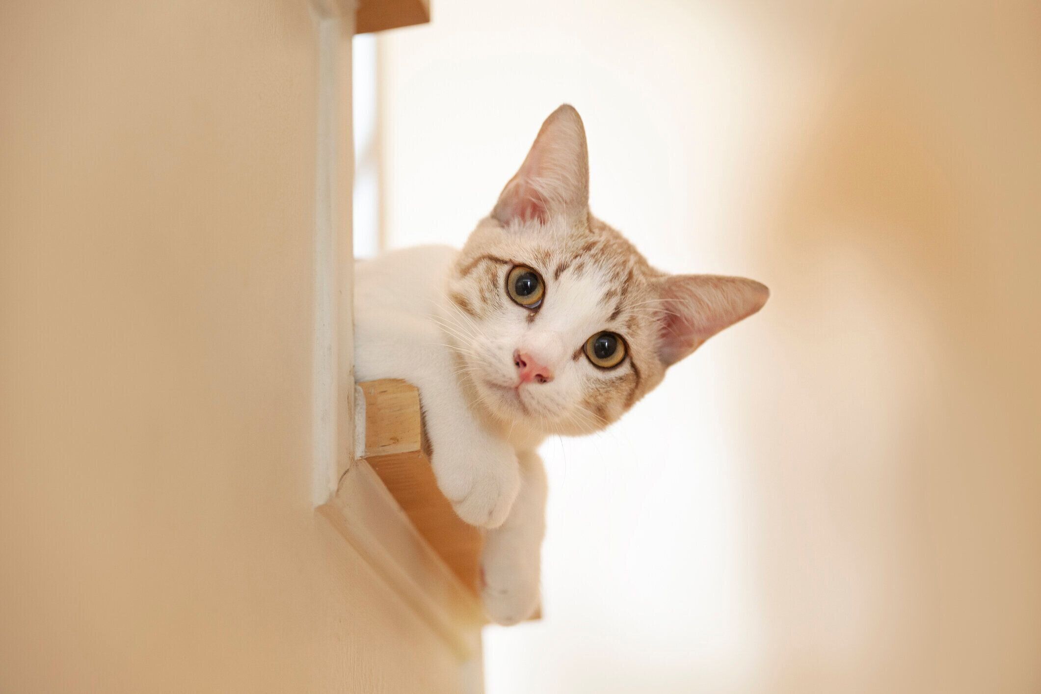 カメラを見ている階段の子猫