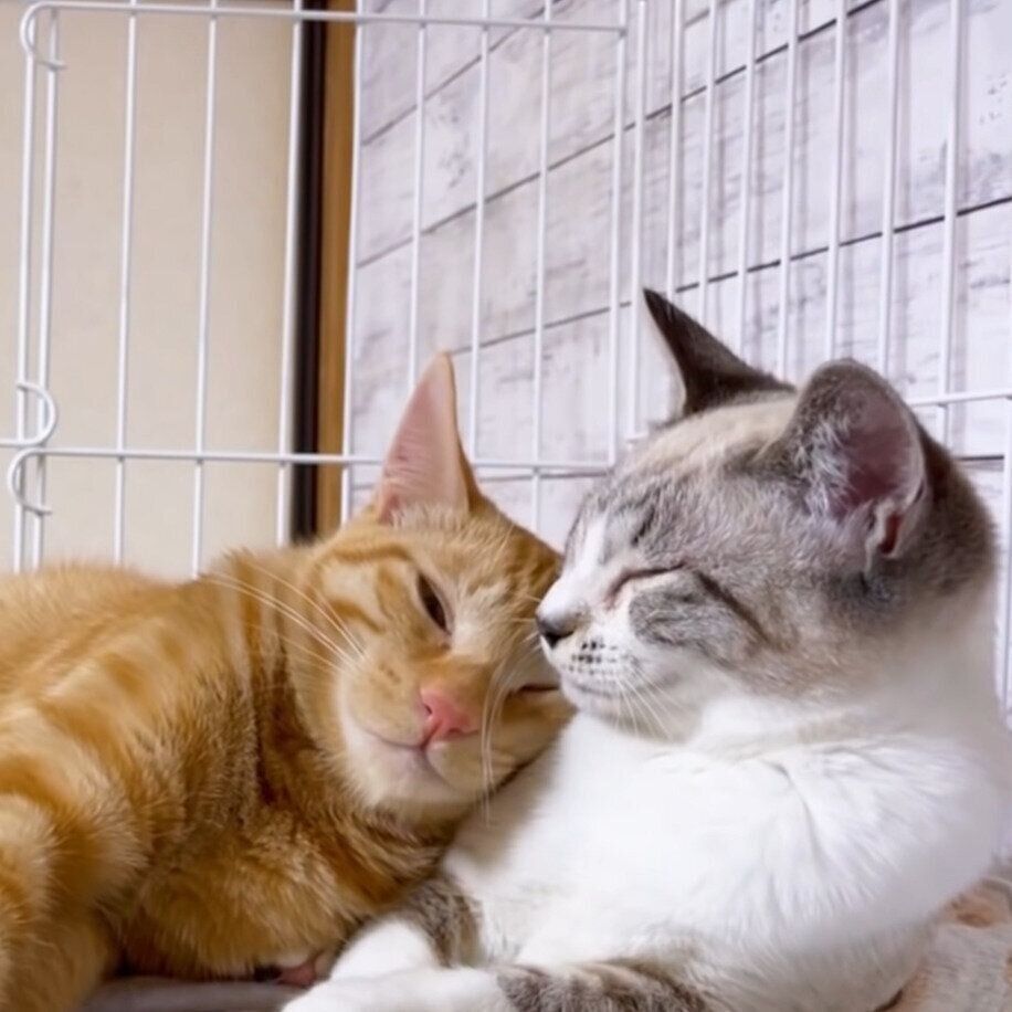 眠たいリクちゃんとリノちゃん