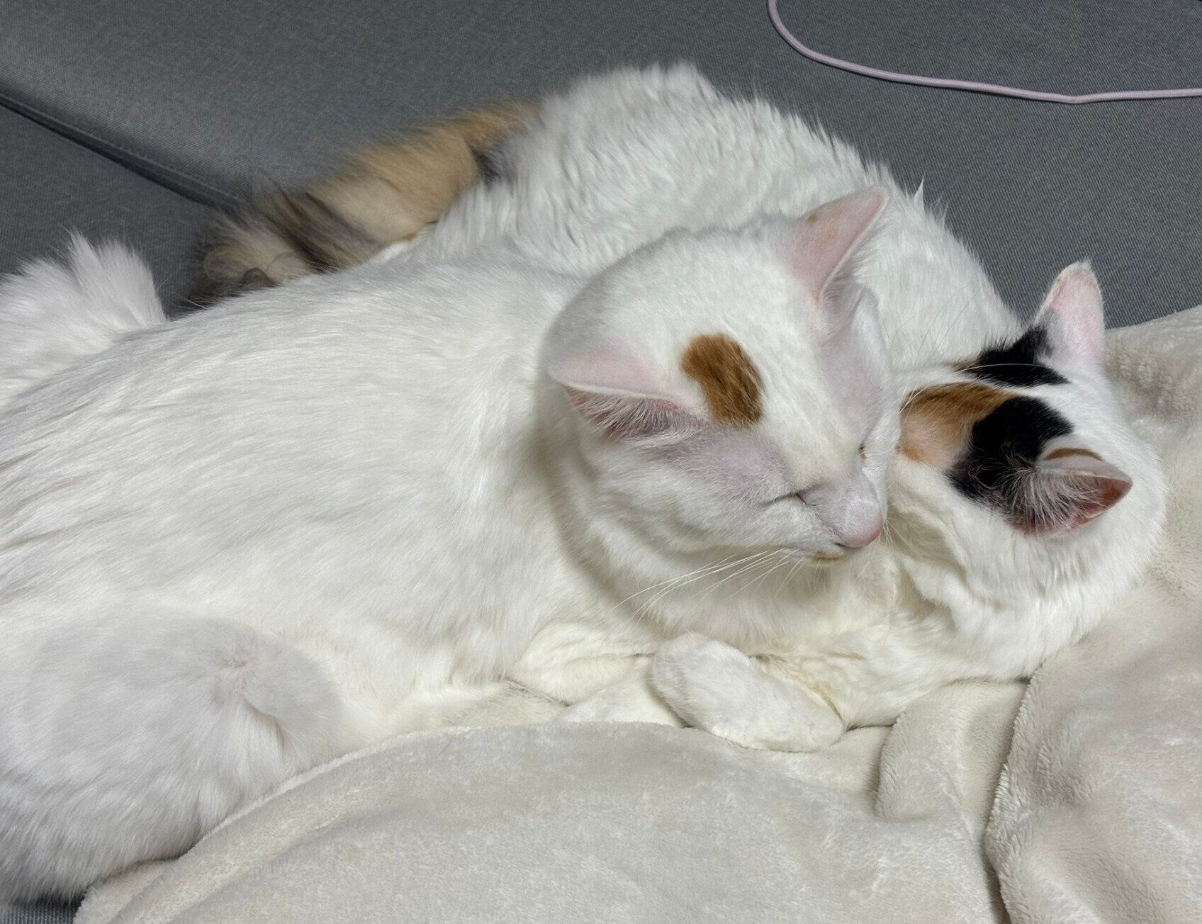 一緒に眠るペルセウスくんとエリスちゃん