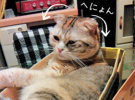 耳がへにょんとした猫／「ねこのきもち」2016年11月号