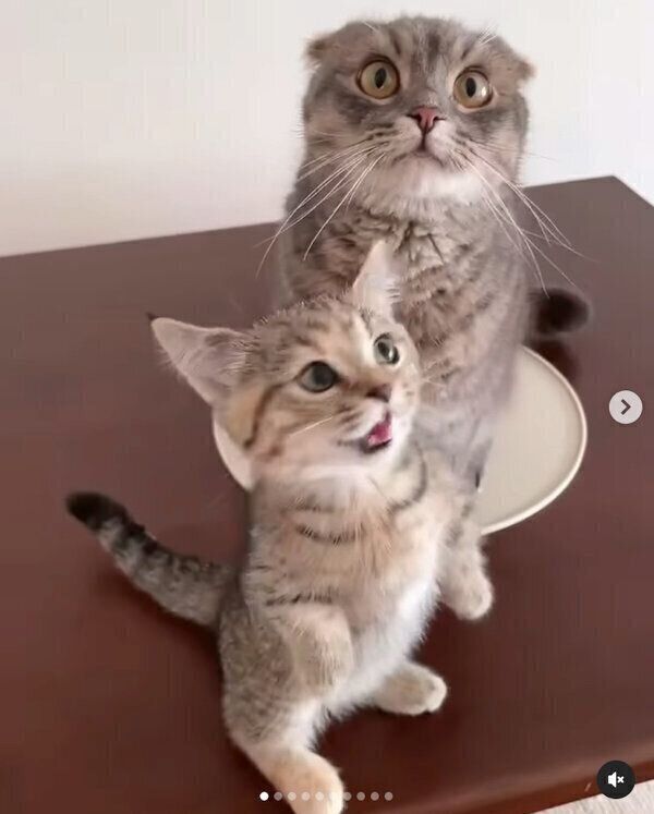 同じ方向を見るニッカくん、カクニちゃん