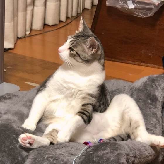 くつろぐサバトラ