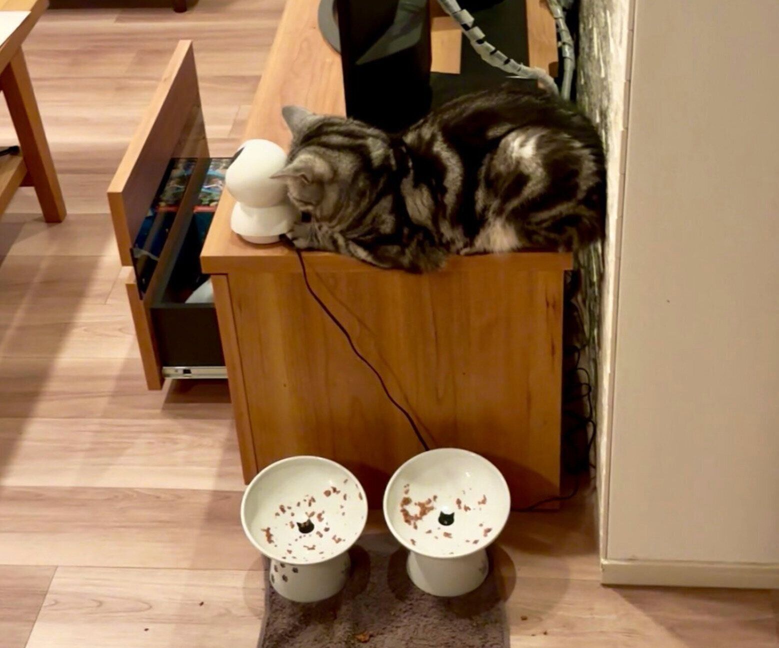 ペットカメラの後ろで眠るあんこくん