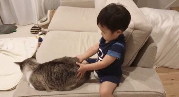 マッサージされる猫