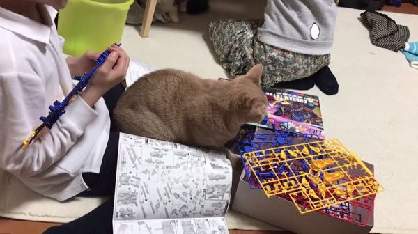 かまってほしい猫