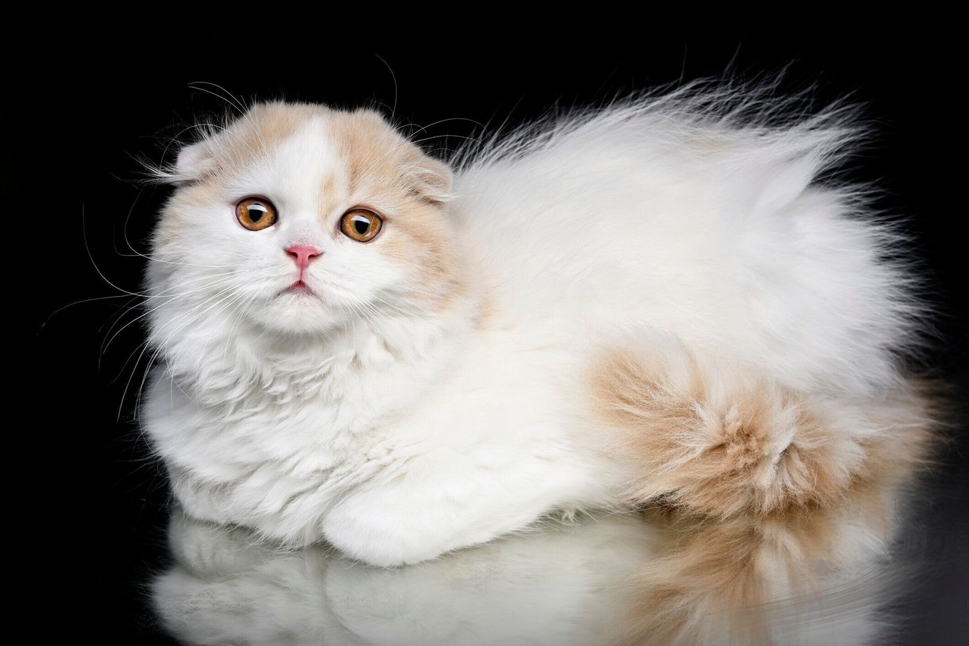 スコティッシュ フォールドの特徴と飼い方 可愛い画像いっぱい ねこのきもち 猫図鑑 ねこのきもちweb Magazine スコティッシュ フォールドの特徴と飼い方 可愛い画像いっぱい ねこのきもち 猫図鑑 ねこのきもちweb Magazine