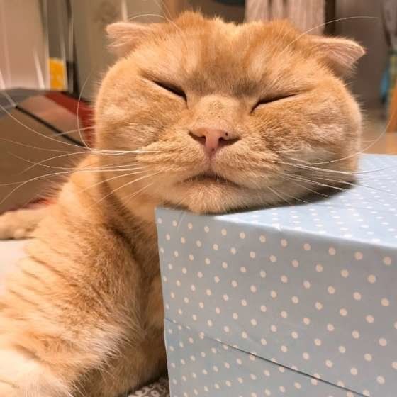 アゴを乗せて眠るスコティッシュフォールド