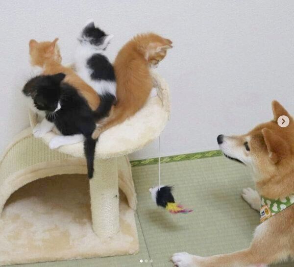 4匹の子猫を見守るこむぎちゃん