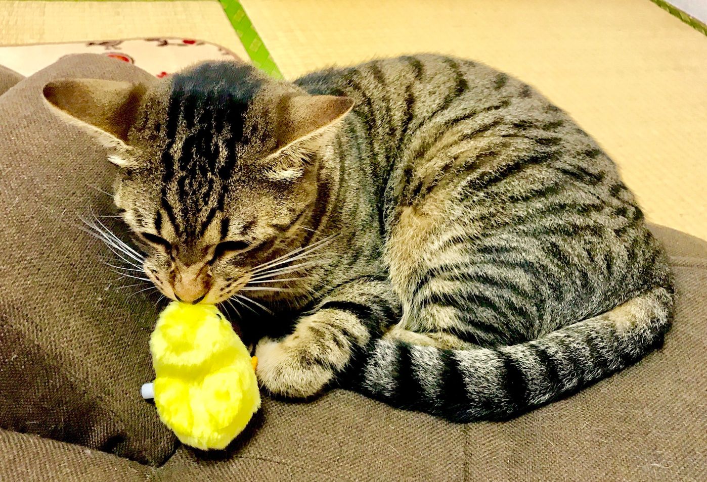 可愛い猫の 鼻チュー その正体は ねこのきもちweb Magazine 可愛い猫の 鼻チュー その正体は ねこのきもちweb Magazine