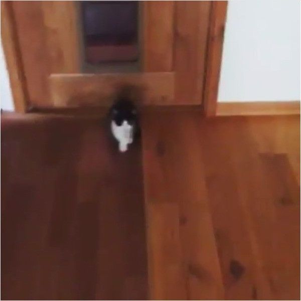 バンザイニャンコ