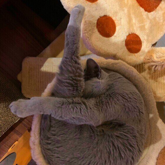 「9時」のポーズで寝るロシアンブルーのマリンちゃん