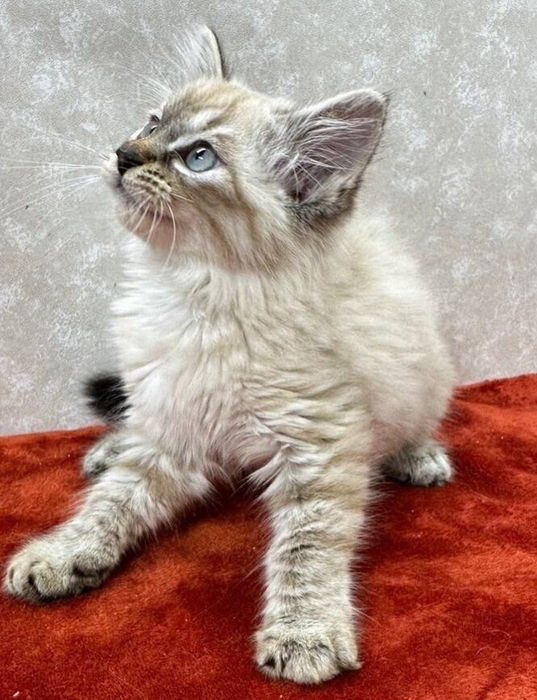 里親募集時のねねちゃんの写真