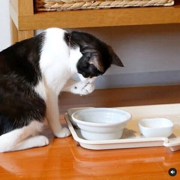 刑事ドラマのワンシーンのように水を飲むグランくん