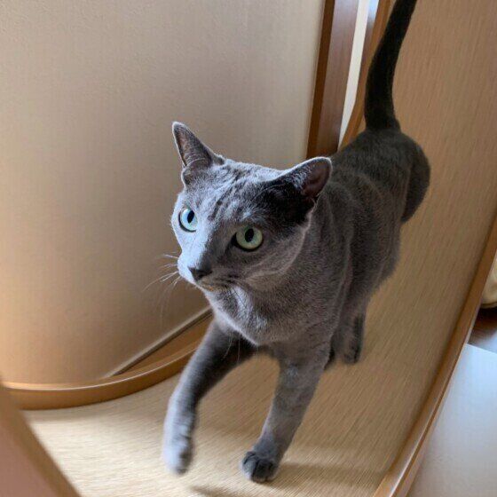 運動中のロシアンブルー