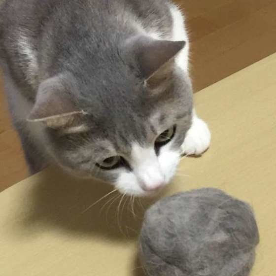 毛玉ボールで遊ぶMIXサバトラのむさ