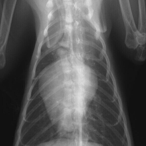 提供／王子ペットクリニック