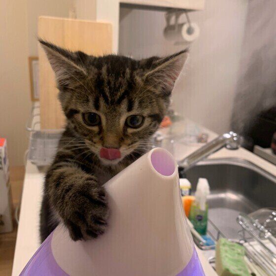 加湿器とこたろうくん