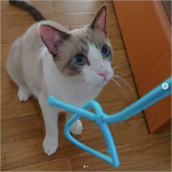 オリエンタルショートヘアー