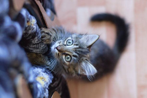 ソファで爪とぎする子猫