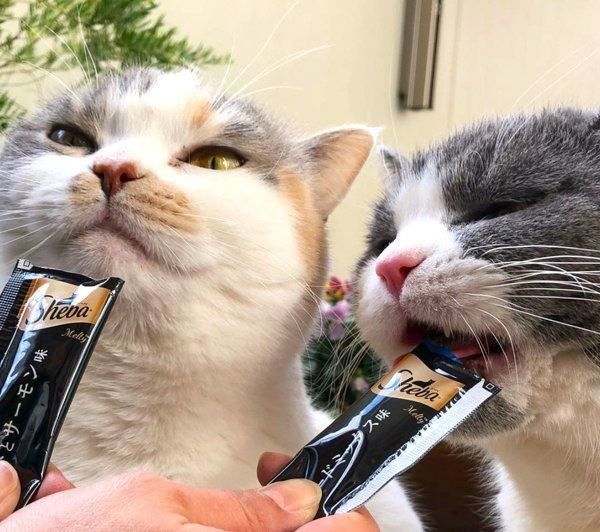 おやつを食べるドラ千代くんとねね子ちゃん