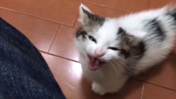 「ごはんくれ」と言ってそうな子猫