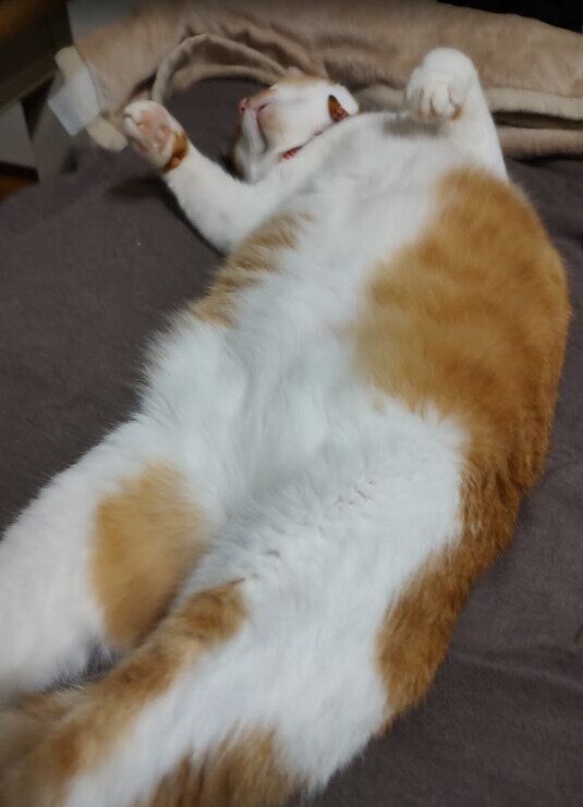 9才頃の猫