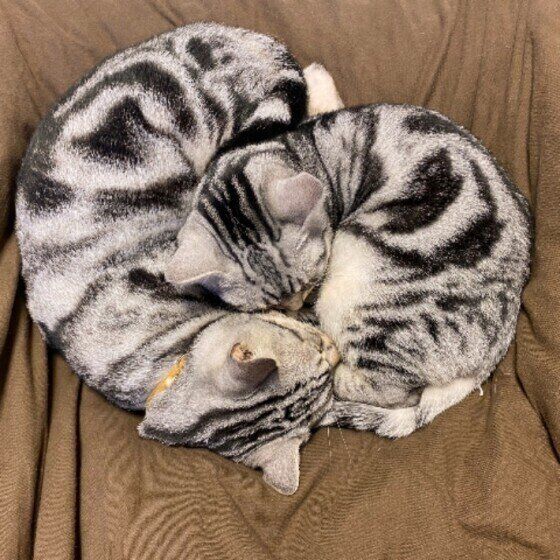 アメショ マロンくん