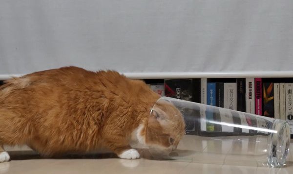 足が短くて飼い主さんに助けを求めるマンチカン