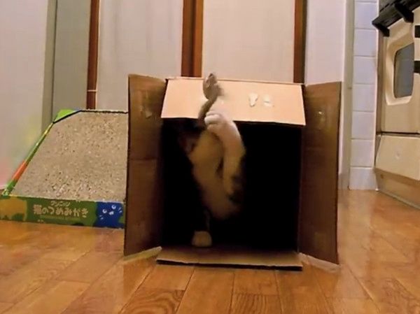 箱の中で遊ぶ猫