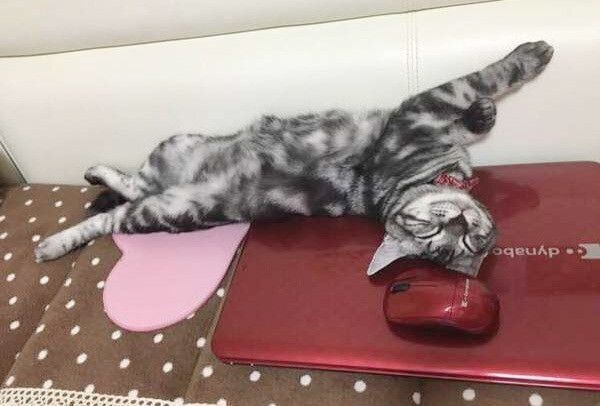 パソコンに乗る猫