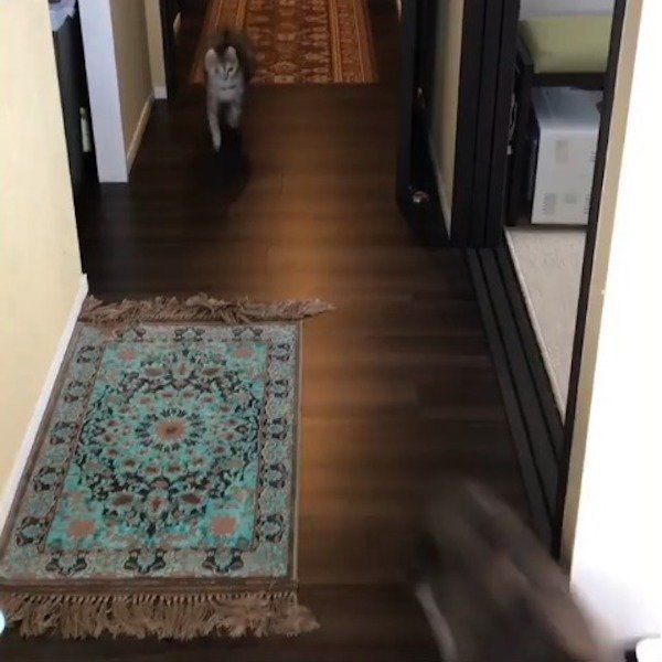 家の中で走り回る猫