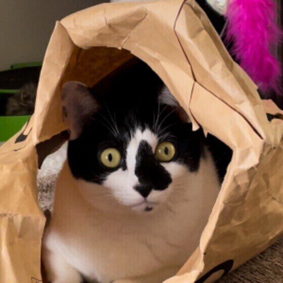 黒×白のトトちゃん