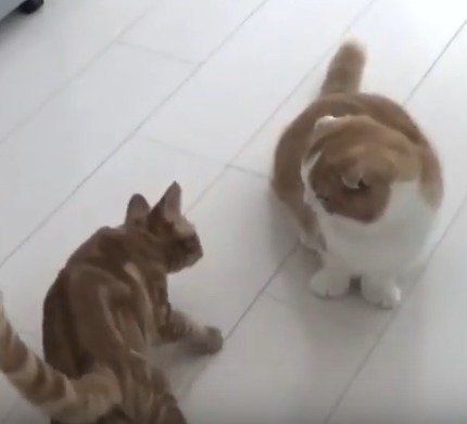 ちゃちゃ丸くんと遊びたいレンくん