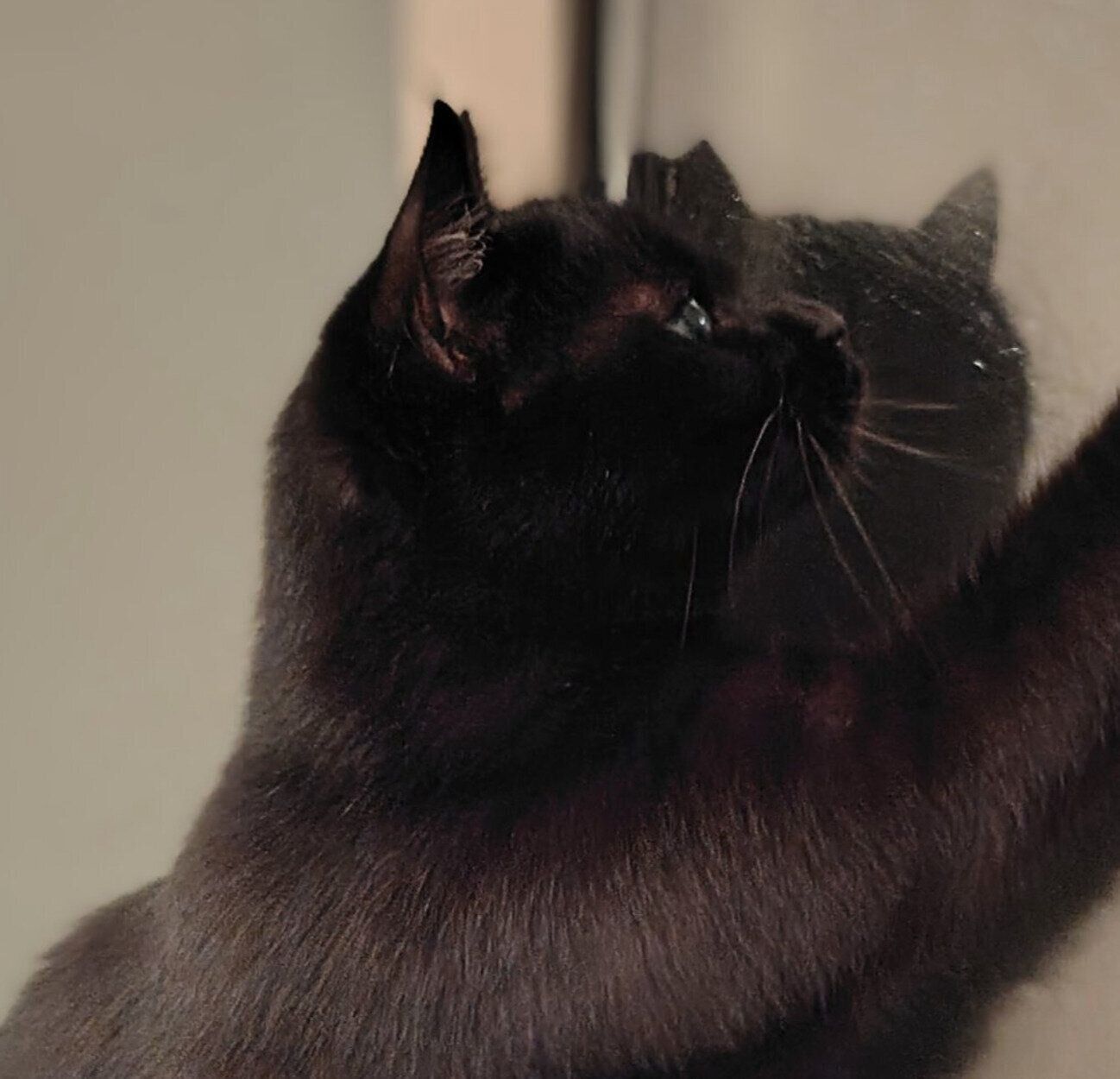 窓の外を眺めるくまこちゃん