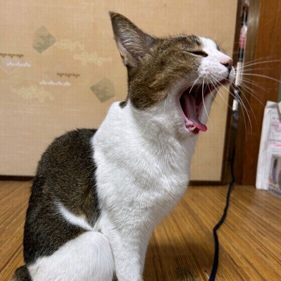 日本ネコの夏鈴ちゃん