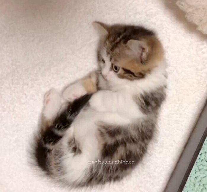 自分のしっぽで遊ぶひなたくん