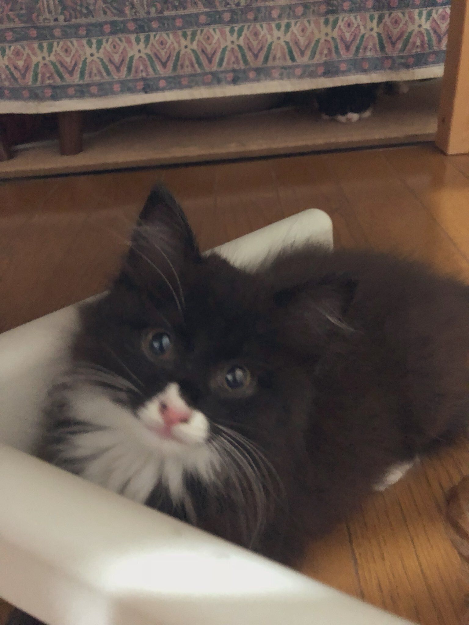 飼い主を見つめる子猫