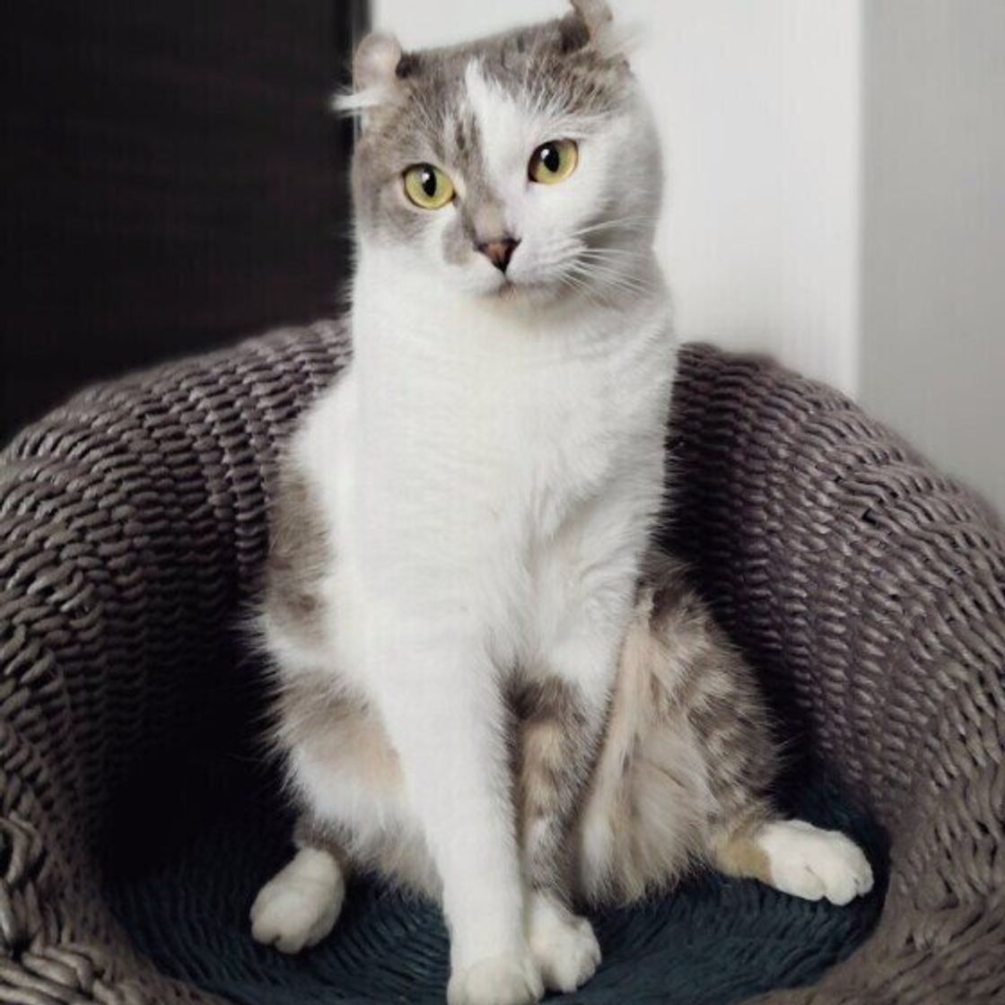 なぜか猫に懐かれない人の特徴 懐かれる人 になる方法も解説 ねこのきもちweb Magazine なぜか猫に懐かれない人の特徴 懐かれる人 になる方法も解説 ねこのきもちweb Magazine